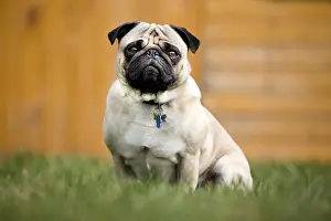 Dog - Pug in garden