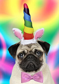 DOG, pug, inflatable unicorn horn and bow tie