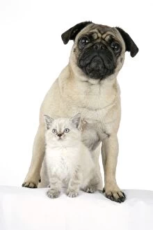 Images Dated 5th August 2007: DOG. Pug with a kitten