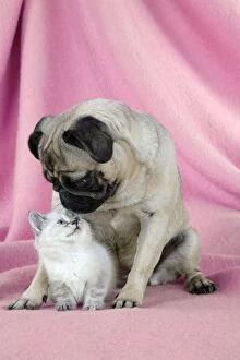 Images Dated 5th August 2007: DOG. Pug with a kitten on pink background