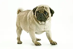 Pugs Prints: Dog - Pug Also know as Carlin or Mops