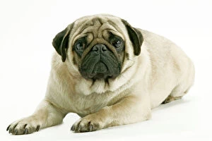 Dog - Pug. Also know as Carlin or Mops