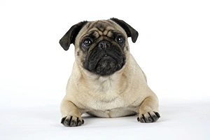 Images Dated 5th August 2007: DOG. Pug laying down