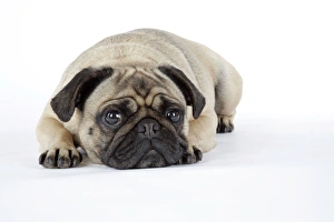Images Dated 5th August 2007: DOG. Pug laying down