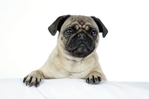 Images Dated 5th August 2007: DOG. Pug with paws over ledge