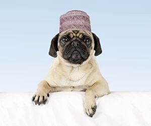 DOG - Pug with paws over ledge wearing hat