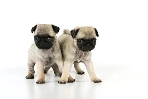 Images Dated 8th September 2009: DOG. Pug puppies ( 6 wks old )