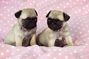 DOG. Pug puppies ( 6 wks old ) Digital Manipulation: background peech to pink