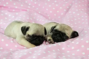 DOG. Pug puppies ( 6 wks old ) Digital Manipulation: background peech to pink
