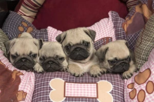 DOG. Pug puppies ( 8 weeks old ) in a bed