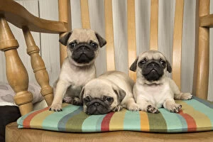 DOG. Pug puppies ( 8 weeks old ) in a chair
