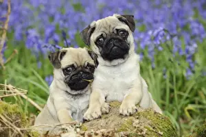 DOG. Pug puppies standing together in bluebells