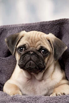 Images Dated 21st October 2015: Dog Pug Puppy