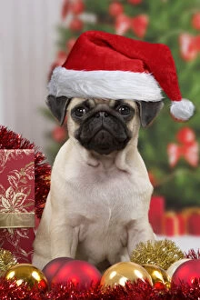 Decoration Gallery: Dog, Pug puppy 3 months old wearing Christmas hat