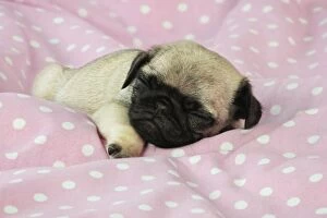 Images Dated 8th September 2009: DOG. Pug puppy ( 6 wks old )