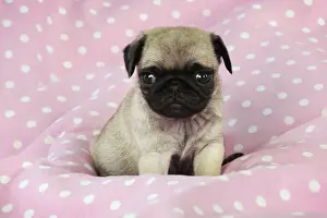 DOG. Pug puppy ( 6 wks old ) Digital Manipulation: background peech to pink