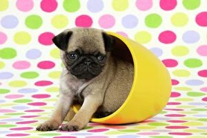 Images Dated 8th September 2009: DOG. Pug puppy ( 6 wks old ) in a yellow pot