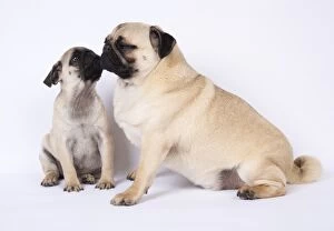 Images Dated 18th April 2017: DOG. Pug puppy about 8 weeks old, with an adult