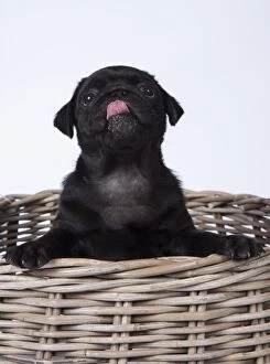 Images Dated 18th April 2017: DOG. Pug puppy about 8 weeks old in a basket with its t