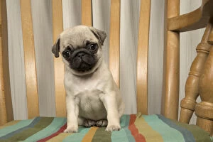 DOG. Pug puppy ( 8 weeks old ) in a chair