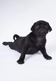 Images Dated 18th April 2017: DOG. Pug puppy about 8 weeks old laying down