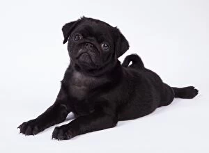 Images Dated 18th April 2017: DOG. Pug puppy about 8 weeks old laying down