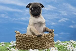 Dog - pug puppy - in basket