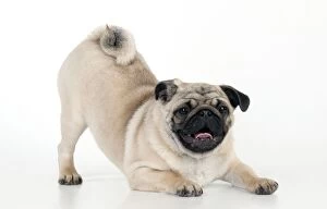 Pugs Collection: DOG - Pug puppy crouching on front paws