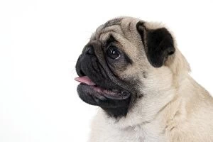 Images Dated 27th October 2011: DOG - Pug puppy (head shot)