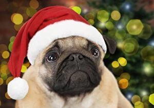 DOG - Pug puppy (head shot) wearing Christmas hat - in Chris