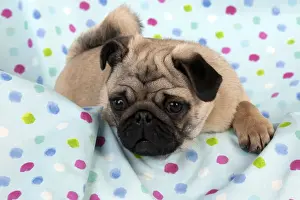 Wrinkle Prints: DOG - Pug puppy on spotted blanket