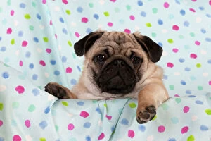 Images Dated 27th October 2011: DOG - Pug puppy on spotted blanket