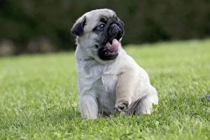 Dog Pug puppy yawning mouth open