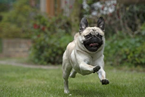 DOG. Pug running in a garden