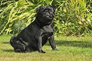 Images Dated 8th August 2009: DOG. Pug sitting