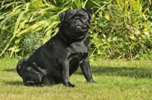 DOG. Pug sitting