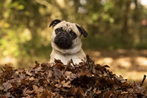 DOG. Pug sitting in a pile of autumn leaves