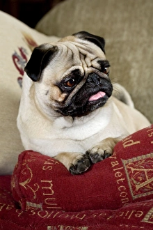Images Dated 17th April 2007: Dog - Pug sitting on pillow