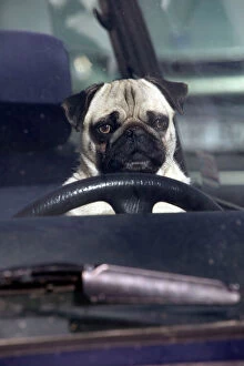 Bizarre Collection: DOG - pug sitting behind wheel of car