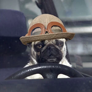 Images Dated 3rd February 2020: DOG - pug sitting behind wheel of car with hat Date: 07-Oct-04