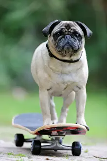 Pugs Prints: DOG. Pug on skateboard
