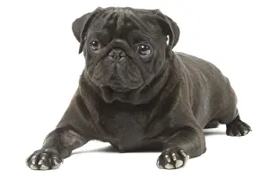 Dog - Pug in studio