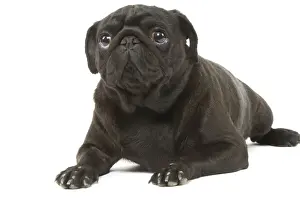 Dog - Pug in studio