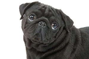 Pugs Collection: Dog - Pug in studio