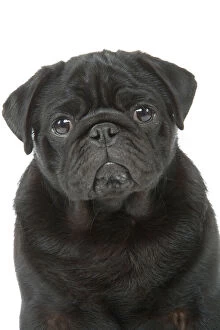 Pugs Collection: Dog - pug in studio