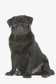 Dog - pug in studio