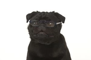 New images april 2017/dog pug wearing glasses