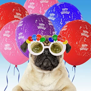 Birthdays Gallery: DOG - Pug wearing Happy Birthday glasses with streamers