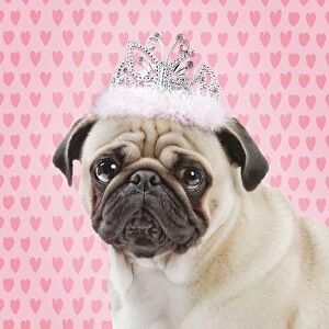 Tiaras Gallery: Dog Pug wearing princess crown