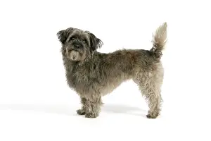 DOG - Pugairn - Pug cross Cairn Terrier